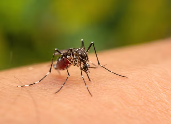 Qué tipos de mosquitos existen y qué enfermedades nos pueden transmitir