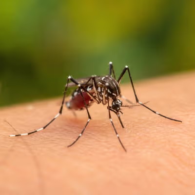 Qué tipos de mosquitos existen y qué enfermedades nos pueden transmitir